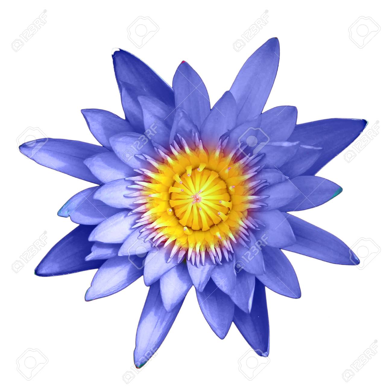 Fleur de lotus bleu isolé sur fond blanc