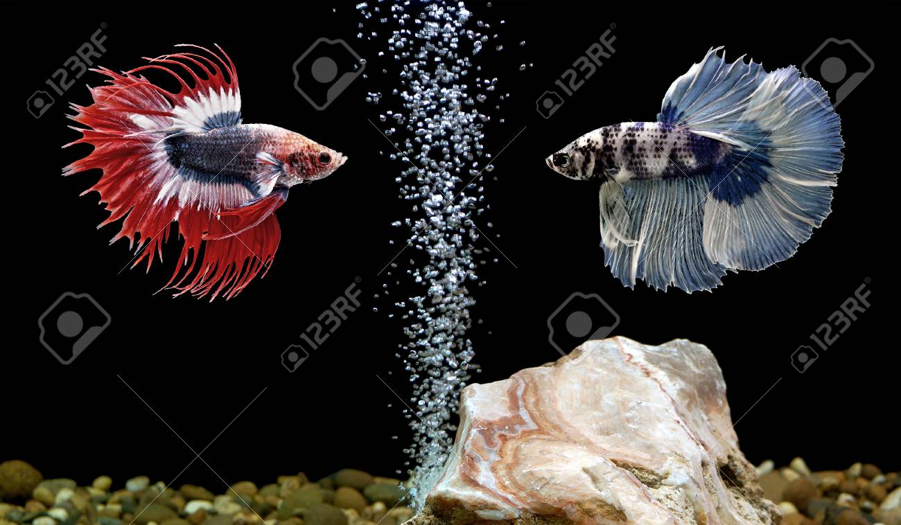 two betta fish fighting