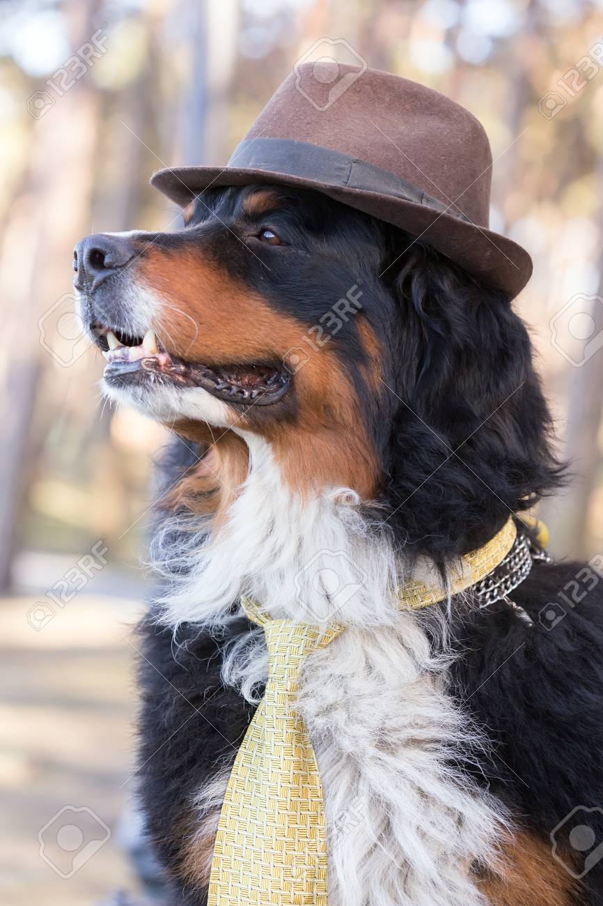bernese mountain dog hat