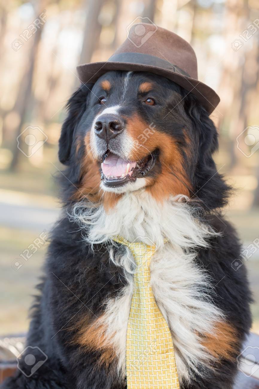 bernese mountain dog hat