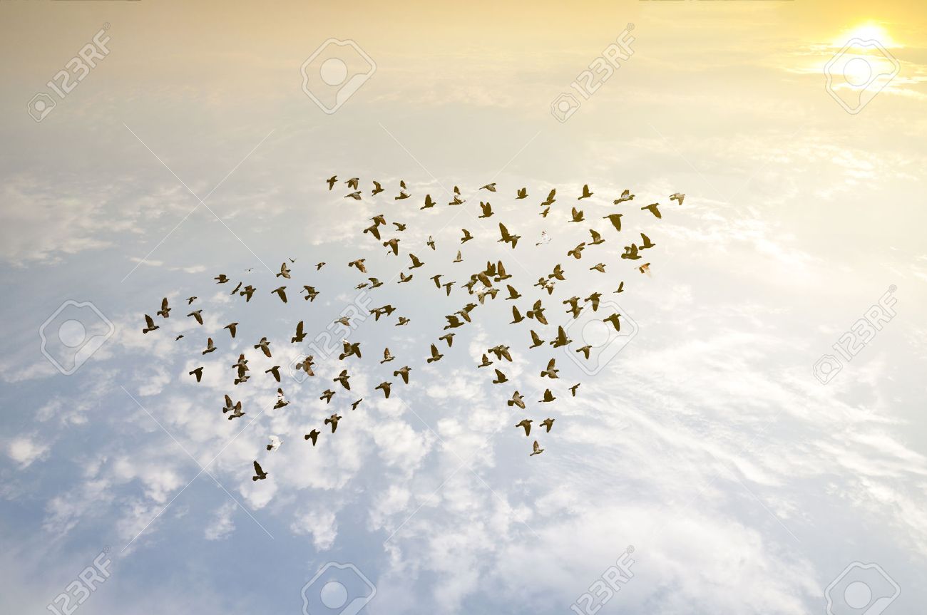Birds on sky , growth development concept - 50212803 Birds on sky , growth development concept - 50212803