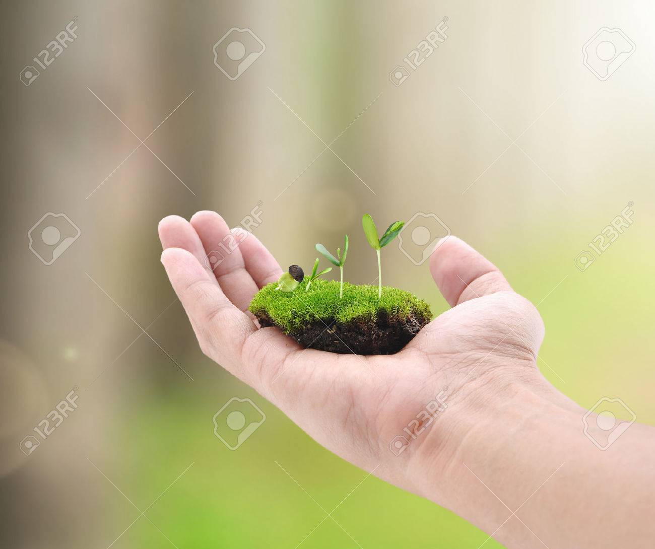 手に小さい植物します の写真素材 画像素材 Image 5021