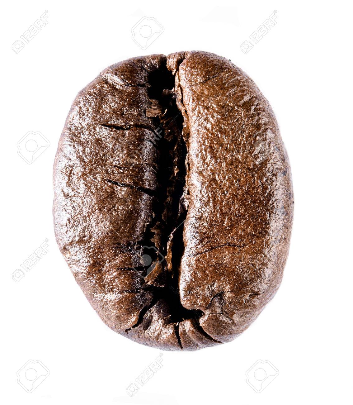 Eine Kaffeebohne Einzelne Objekt Isoliert Auf Weissem Hintergrund Lizenzfreie Fotos Bilder Und Stock Fotografie Image 77235837