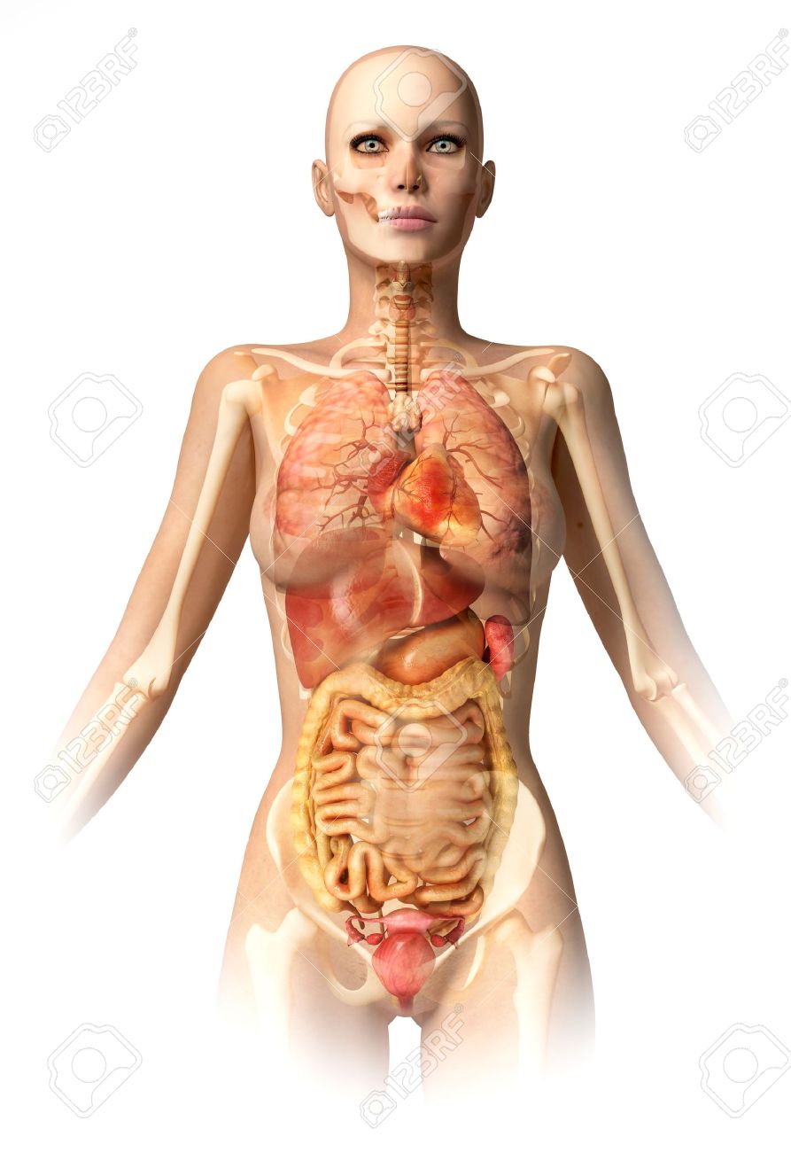 Woman Body, With Bone Skeleton And All Interior Organs Superimposed. Anatomy  Image. Stock Photo, Picture and Royalty Free Image. Image 11713022., image size:893x1300