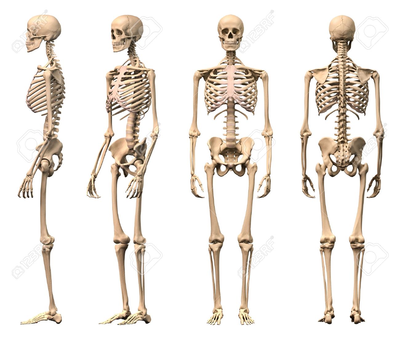 male human skeleton four views front back side and perspective back side