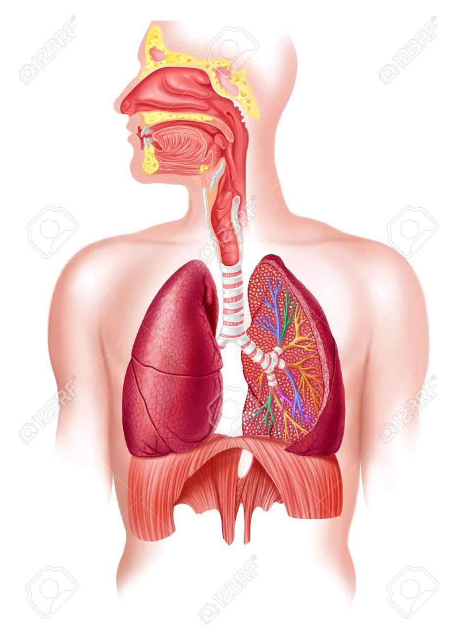 Human full respiratory system cross section - 11713021 Human full respiratory system cross section - 11713021