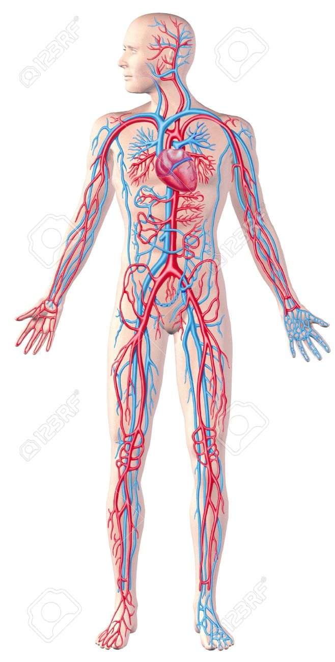 ヒトの循環器系 完全な図 断面図の解剖学のイラスト の写真素材 画像素材 Image