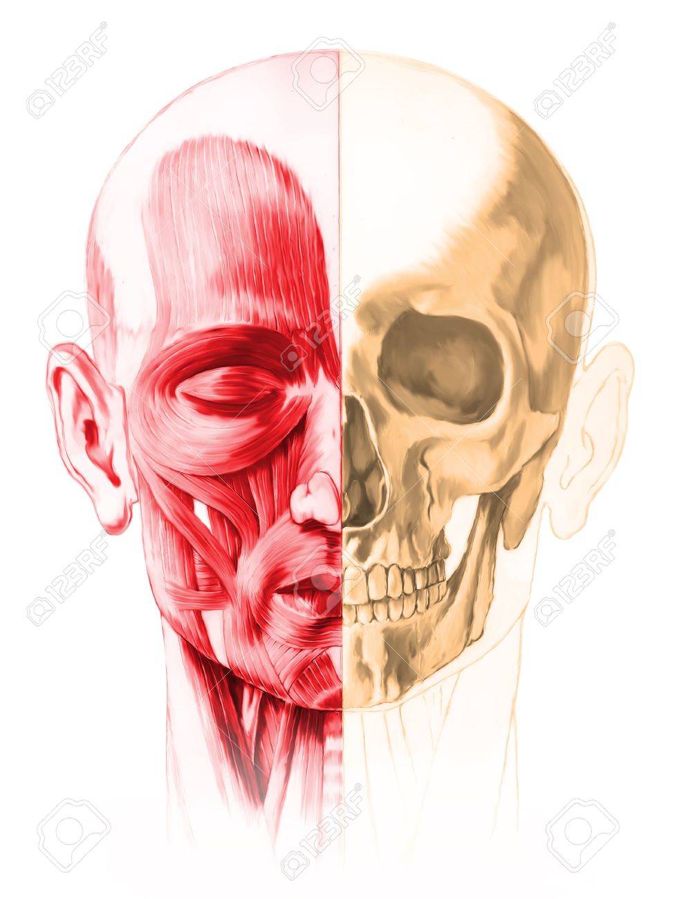 Frontal View Of Male Human Head With Half Muscles And Half Skull On White Background Anatomy Image Hand Painted Style Clipping Path Included Stock Photo Picture And Royalty Free Image Image 19893676