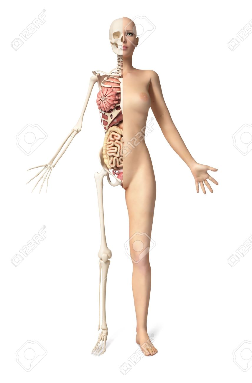 Naked picture of body organs 18 year images Naked picture of body organs 18 year images