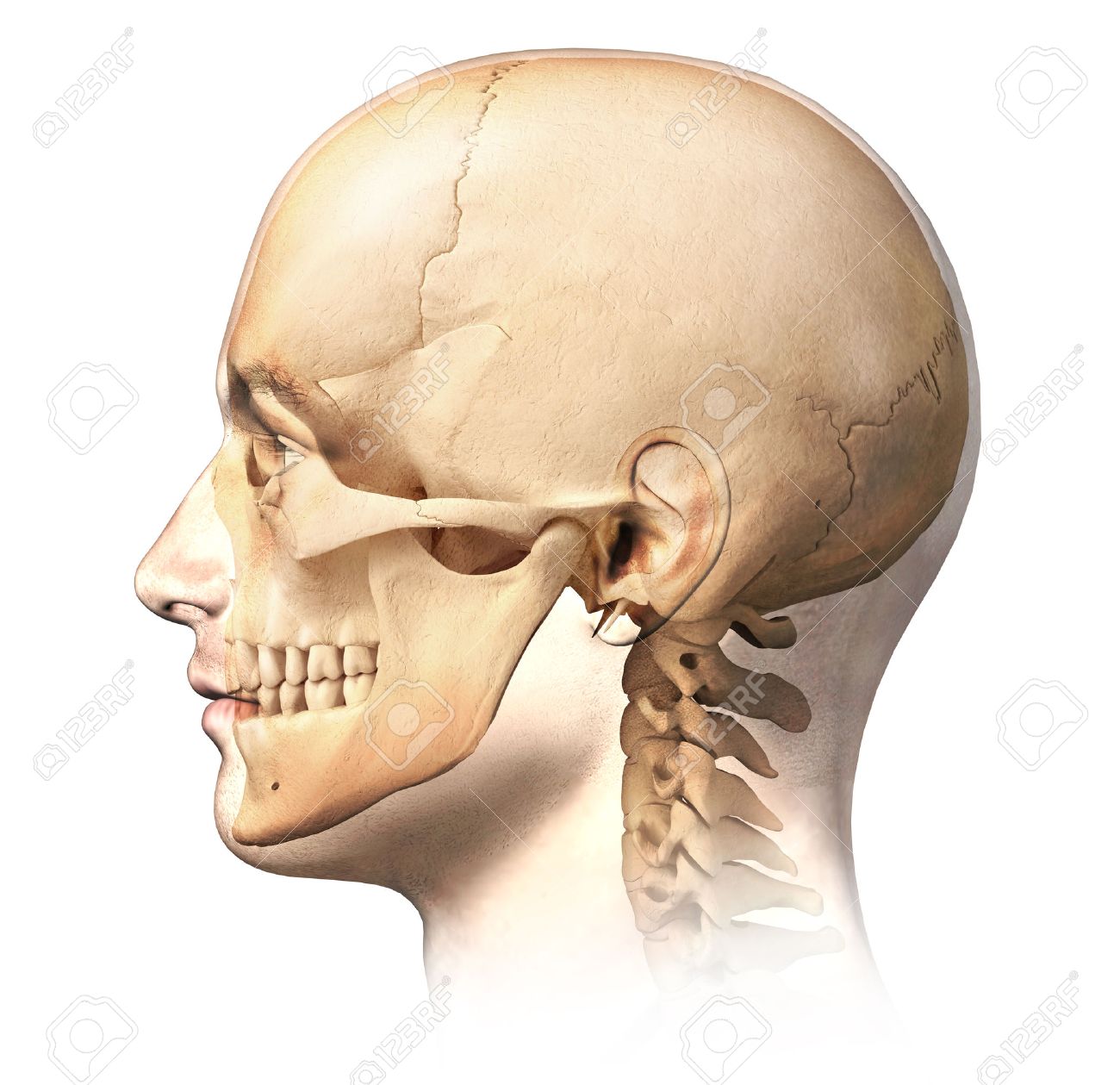 Male Human Head With Skull In Ghost Effect Side View Anatomy Image On White Background With Clipping Path Stock Photo Picture And Royalty Free Image Image 23458527