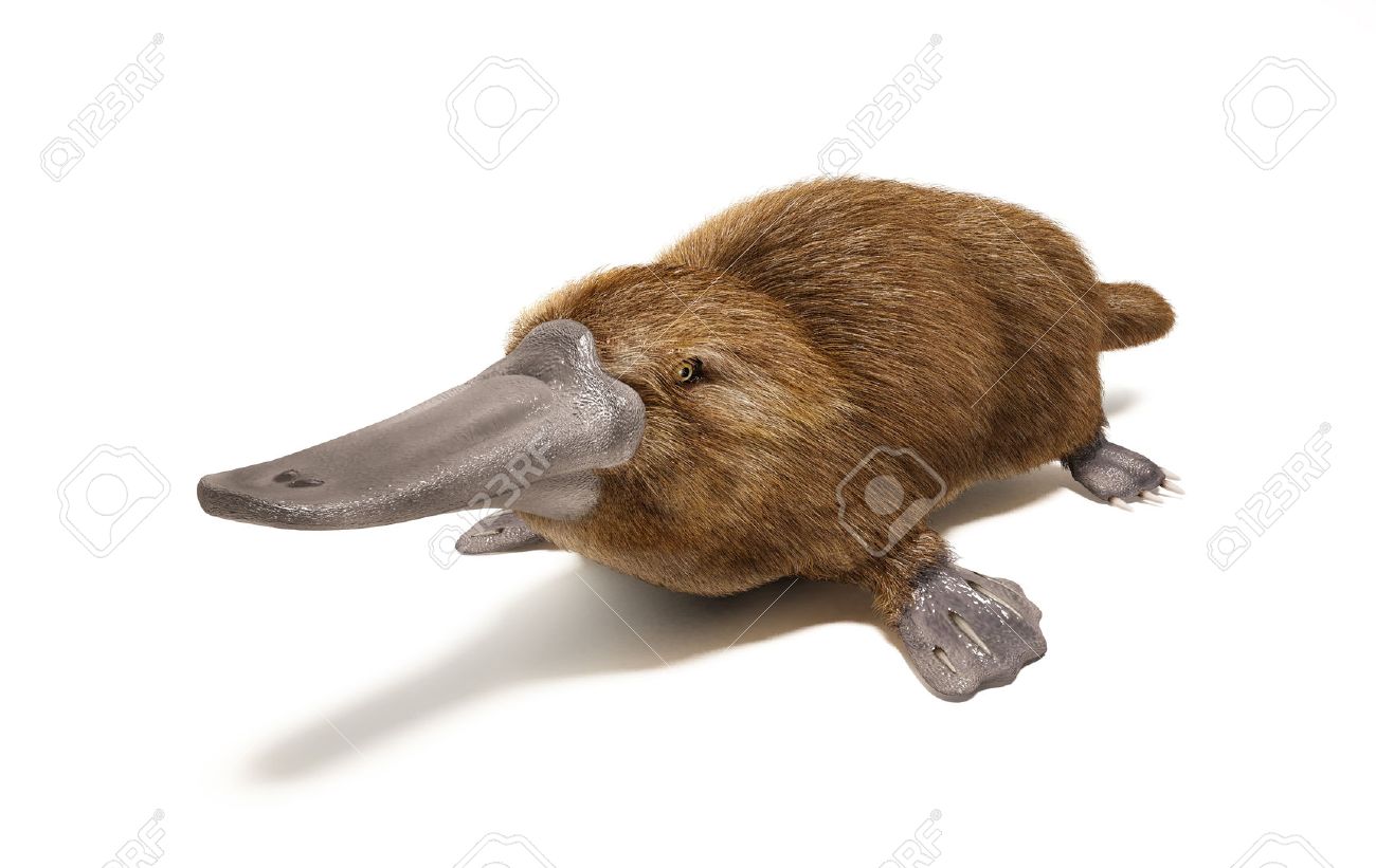 26580019-platypus-duck-billed-animal-on-