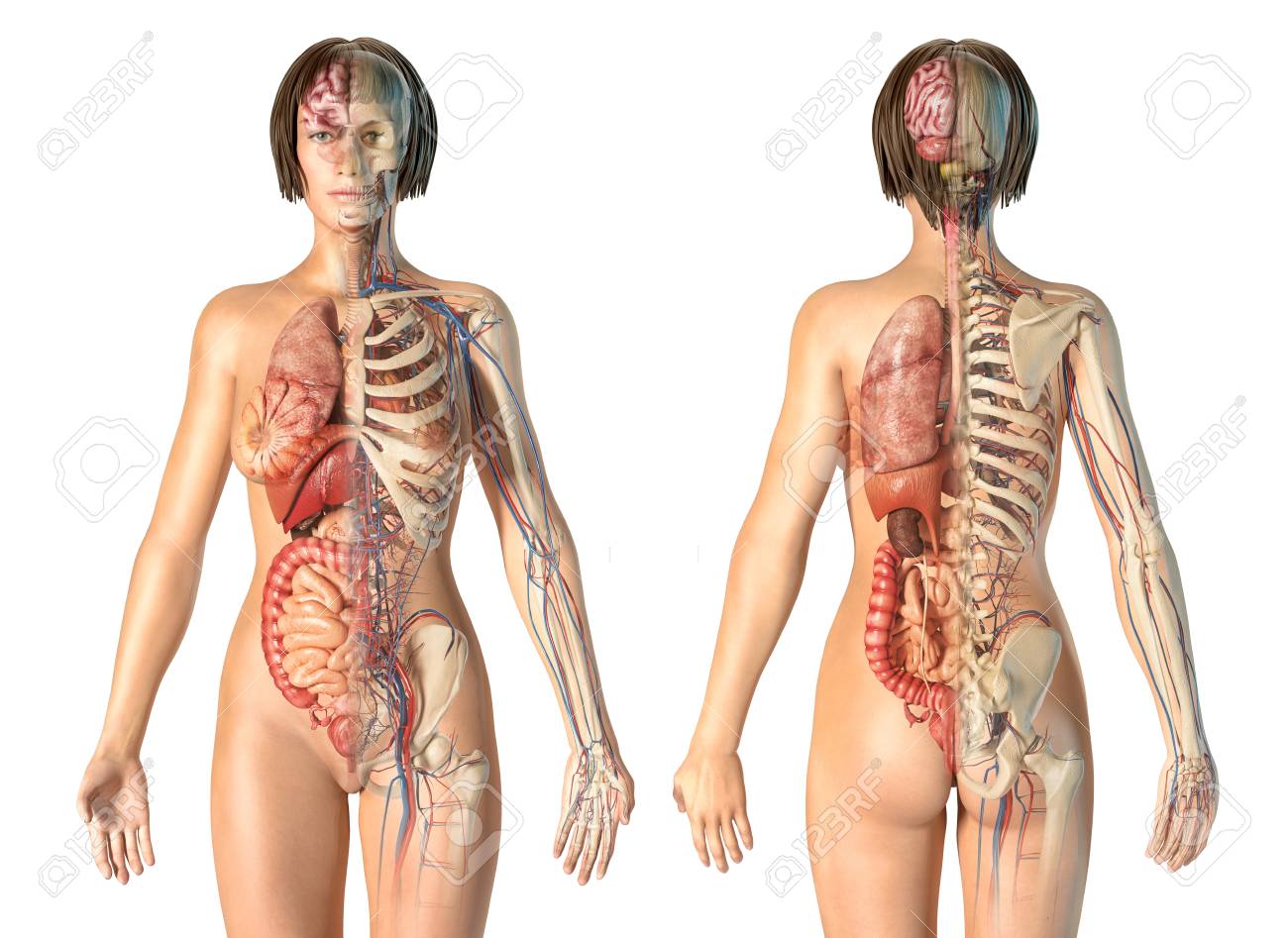 Woman Anatomy Cardiovascular System With Skeleton And Internal Organs, Rear  And Front Views. Stock Photo, Picture and Royalty Free Image. Image  120524654., image size:1300x947