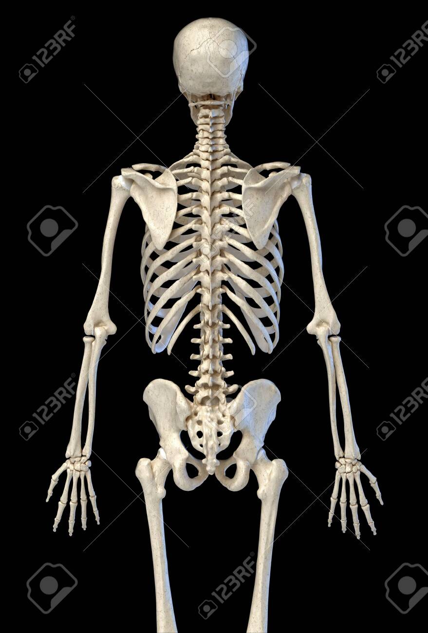 Human Anatomy 3 4 Bone Skeletal System Rear View On Black Background 3d Illustration Lizenzfreie Fotos Bilder Und Stock Fotografie Image 130593288