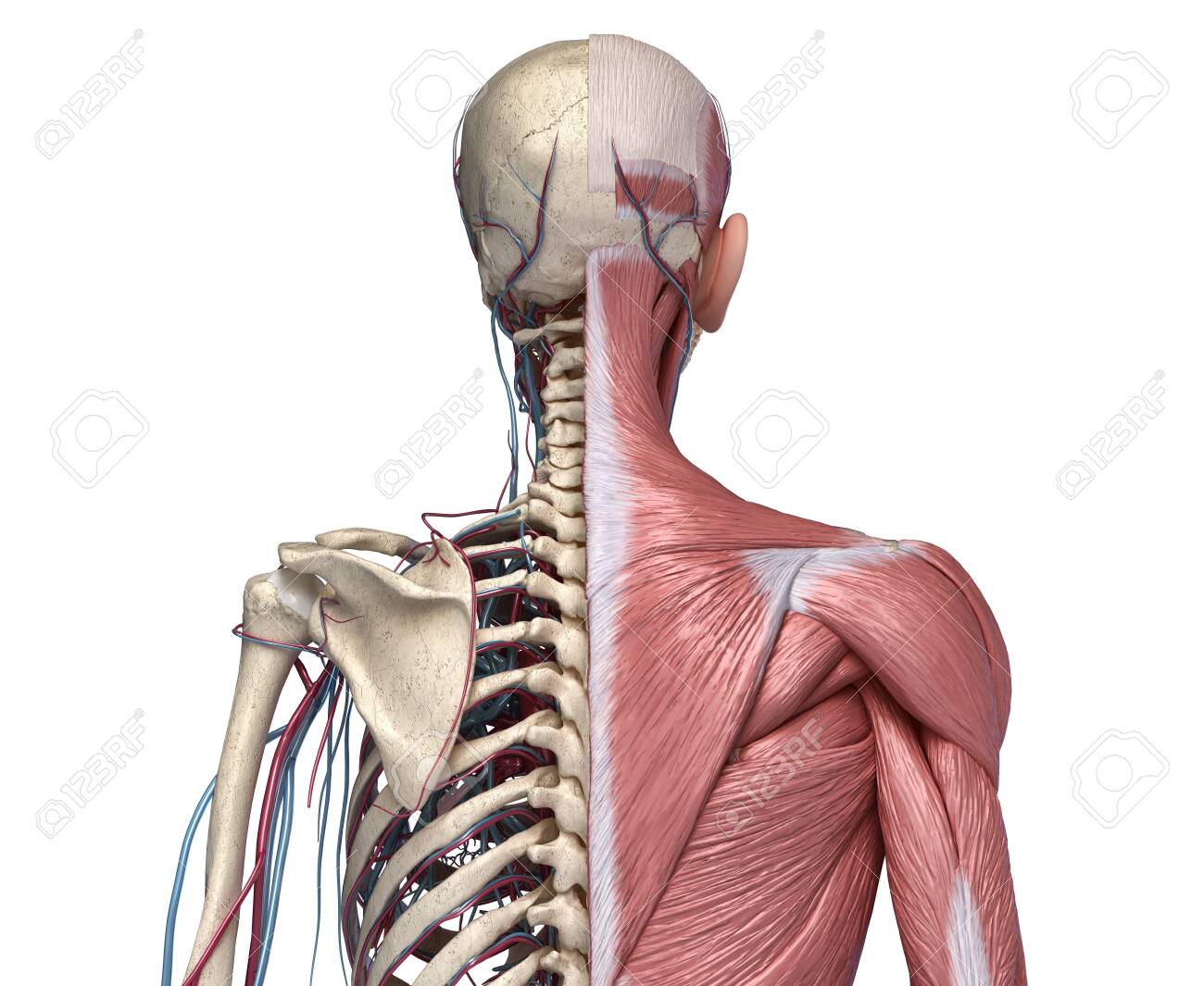 Human Anatomy From The Back Anatomy Drawing Diagram