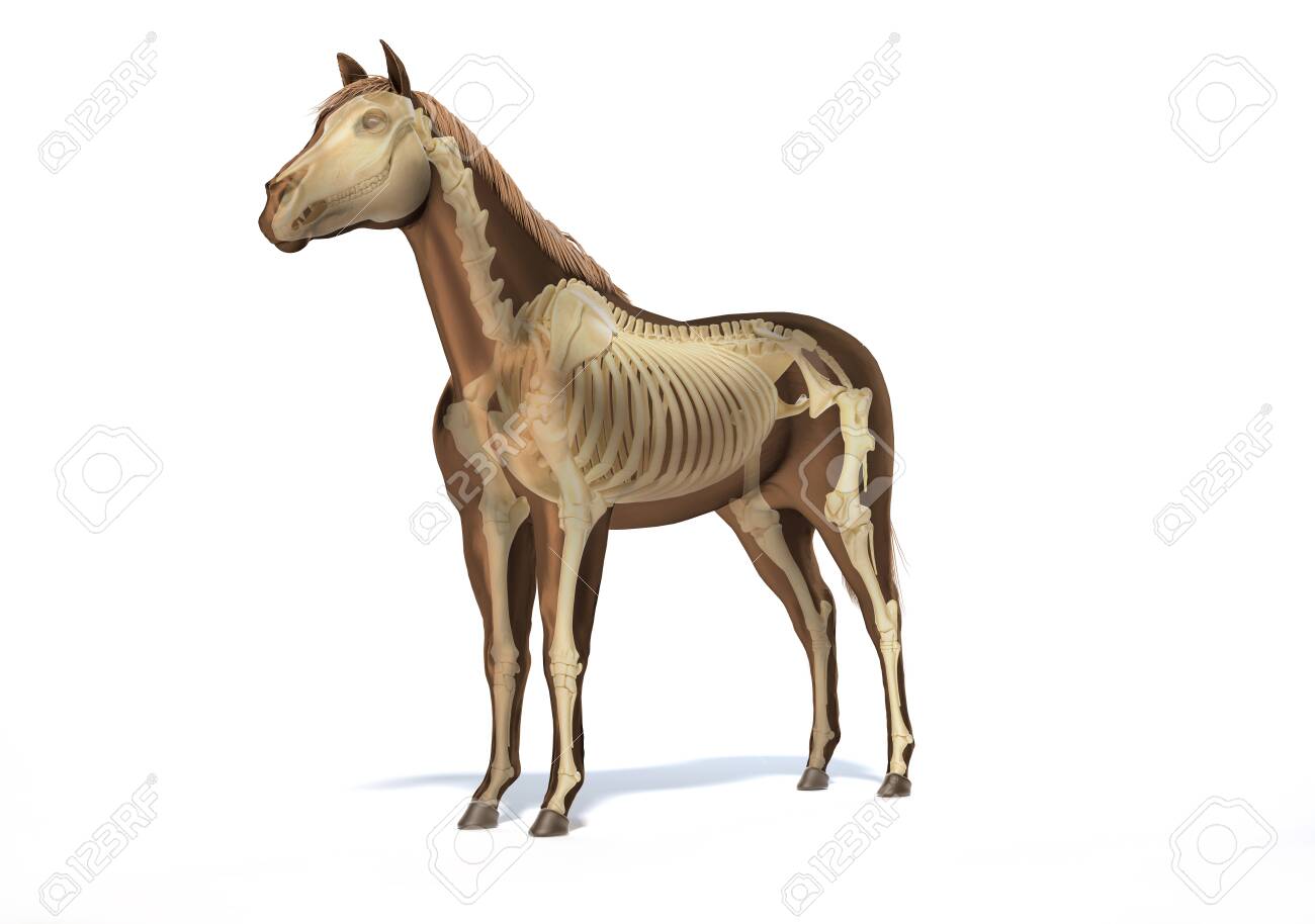 Horse Anatomy Skeletal System With Ghost Effect Front Side Perspective On White Background Clipping Path Included Stock Photo Picture And Royalty Free Image Image 142750676