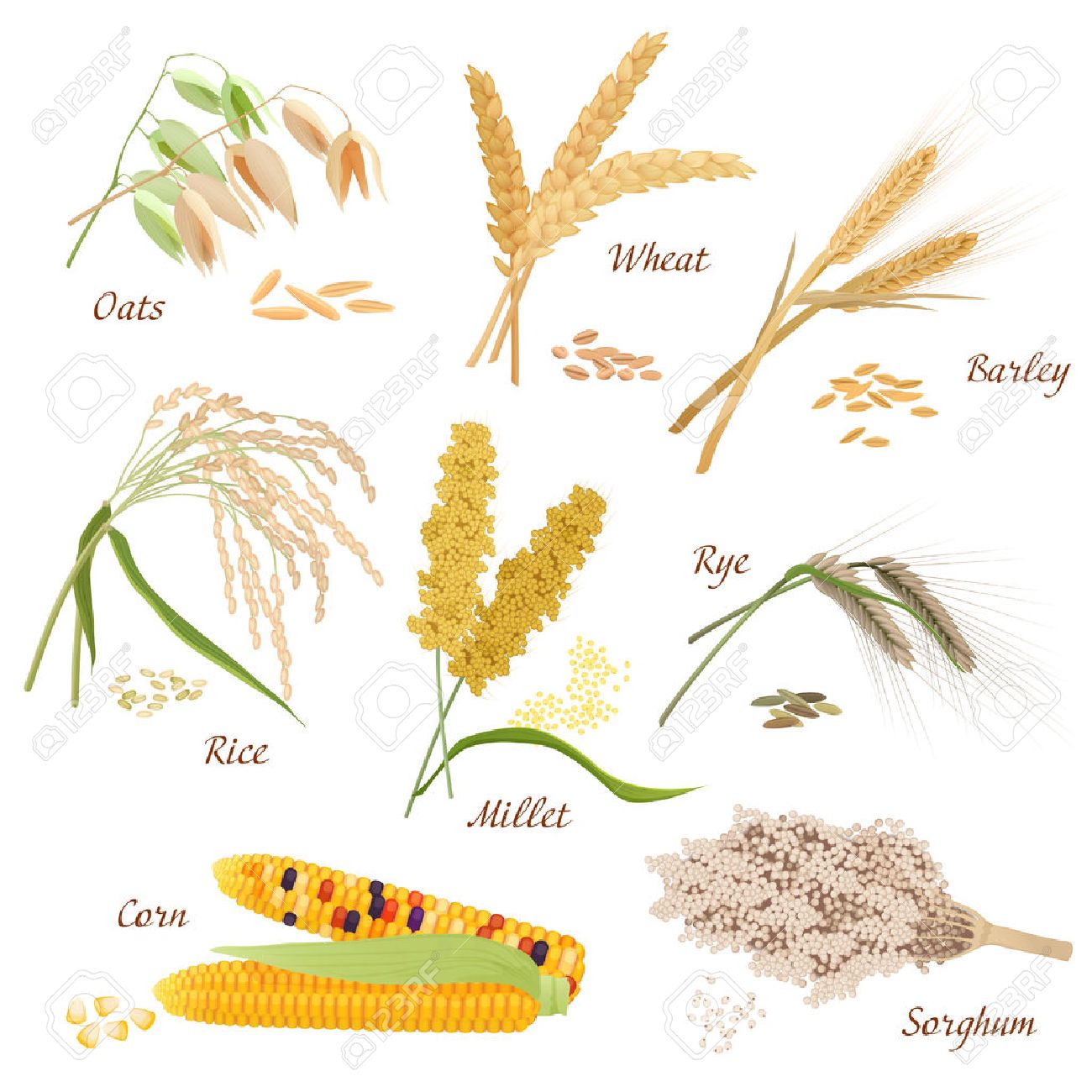 cereal plants vector icons illustrations oats wheat barley rye