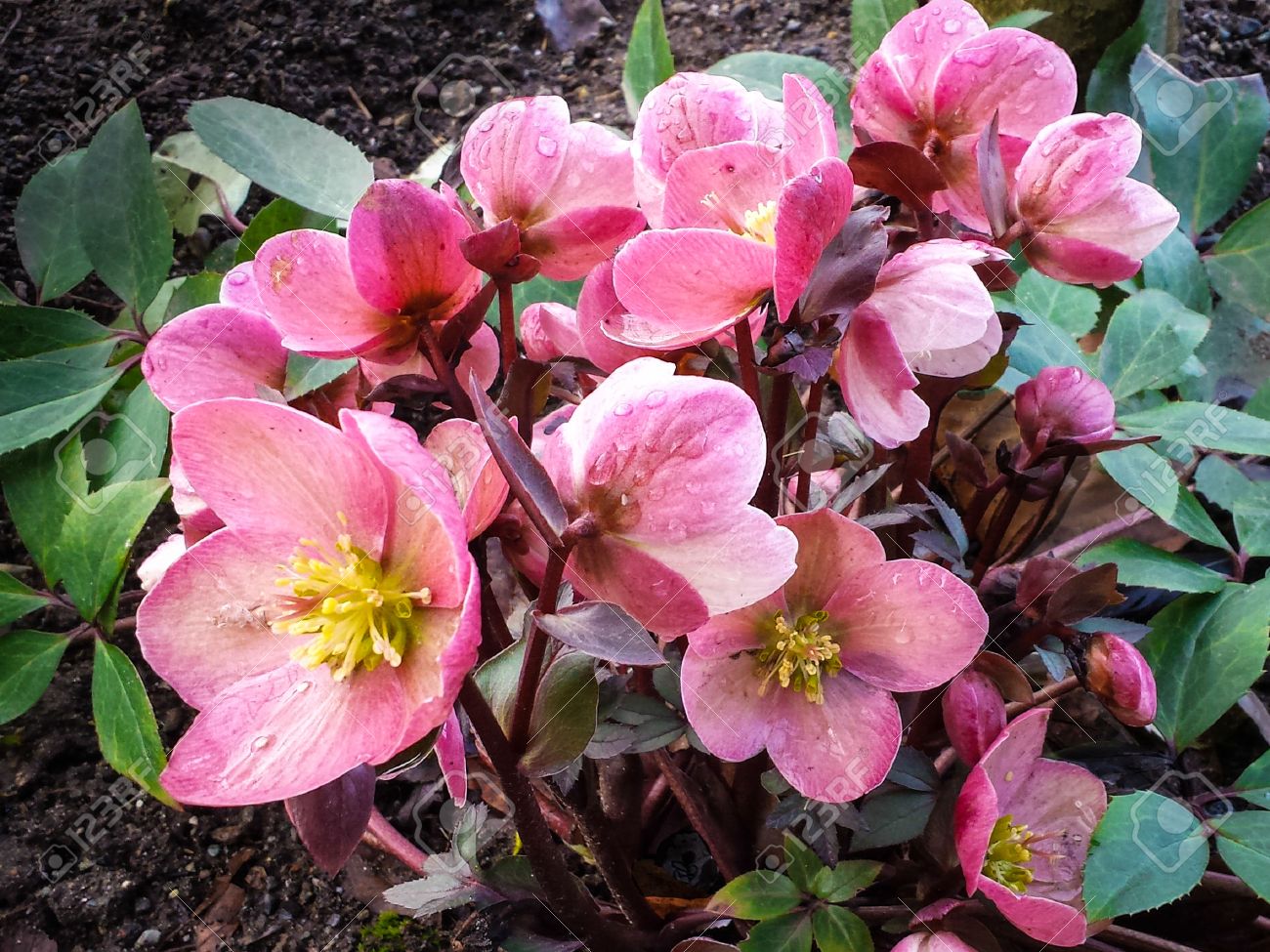 Rosa Di Natale Immagini.Immagini Stock Helleborus Niger Comunemente Chiamato Rosa Di Natale O Elleboro Nero E Una Pianta Da Fiore Perenne Sempreverde Della Famiglia Ranuncolo Image 26165278
