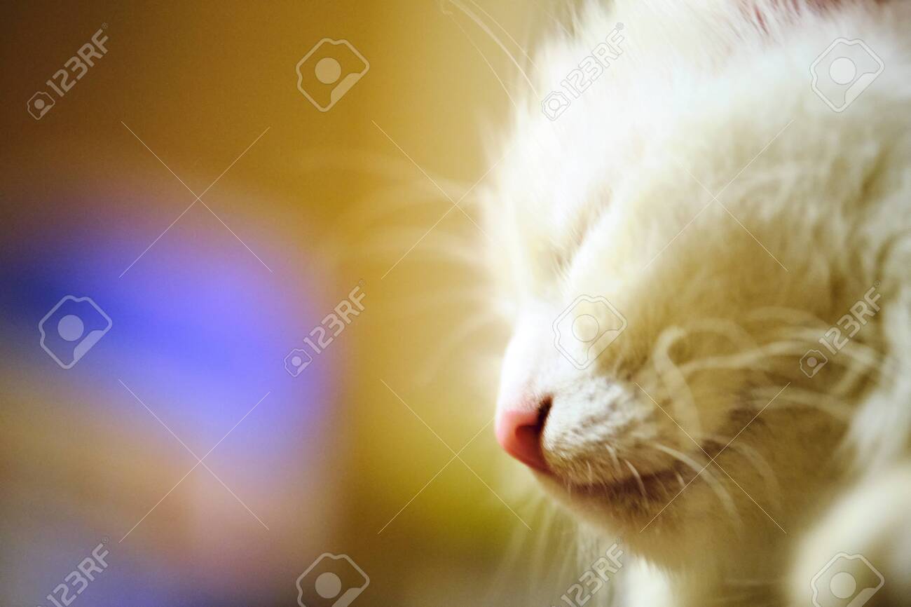 etiam-dictum-ipsum-a-felis