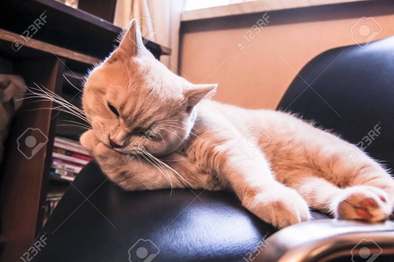 etiam-dictum-ipsum-a-felis
