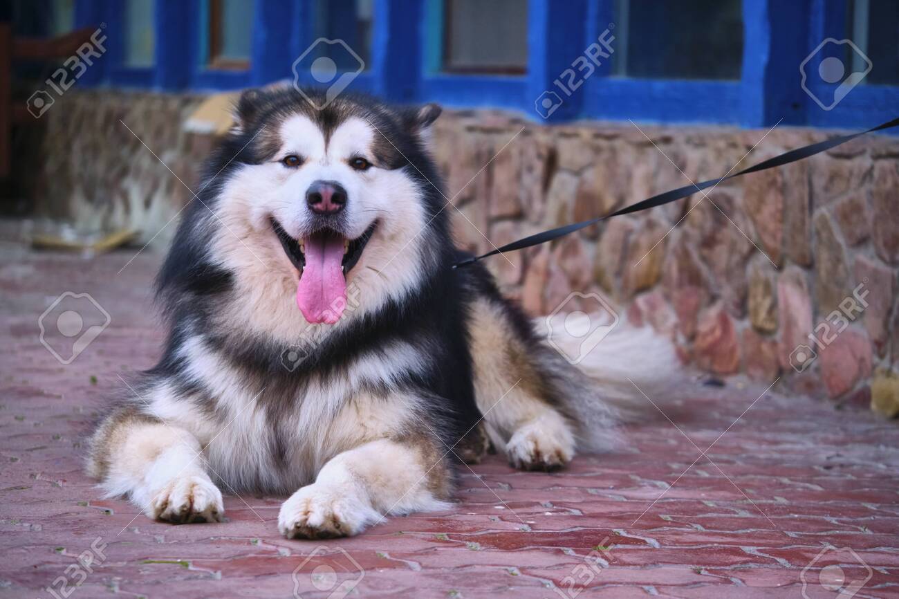 big husky looking dog