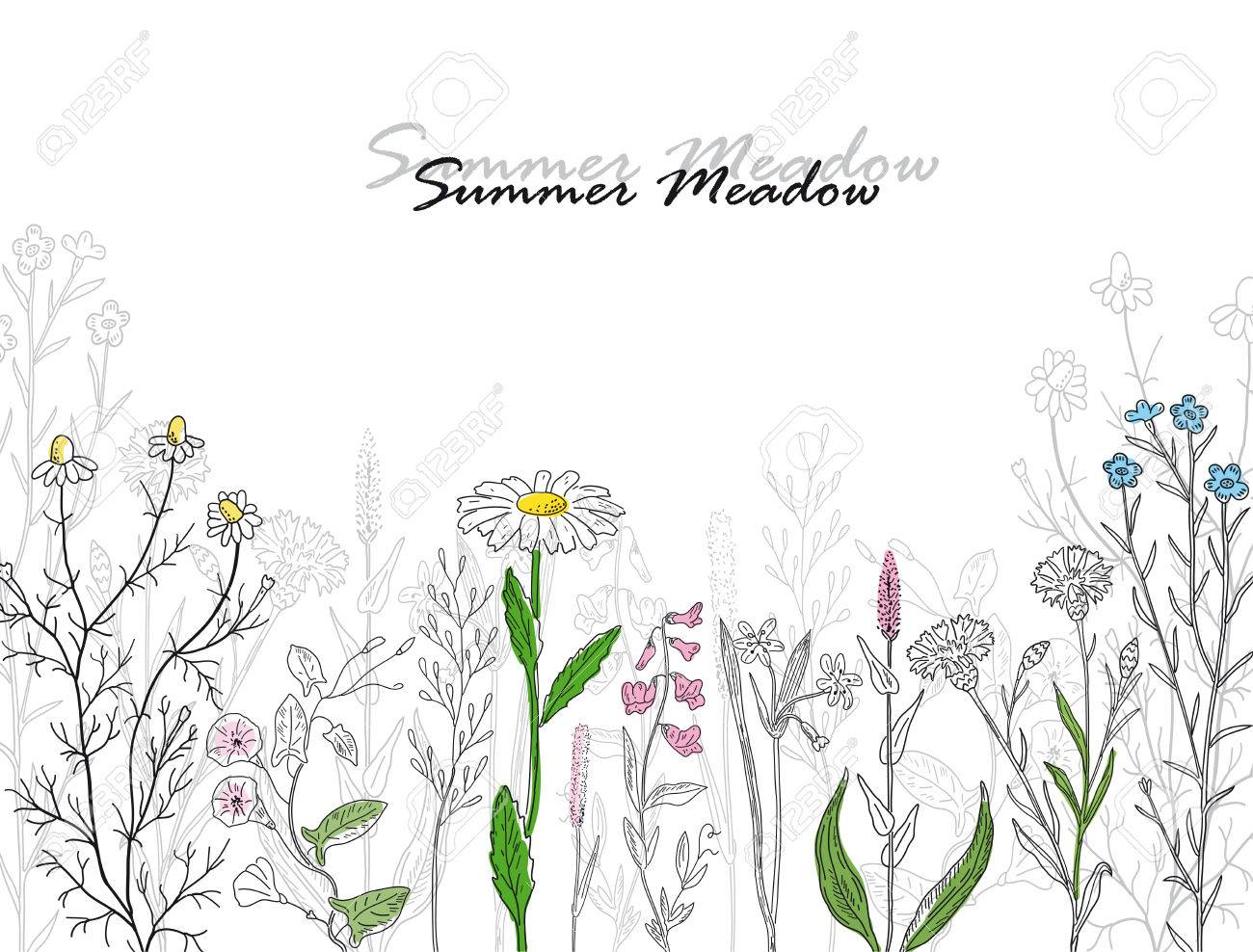 Vector Card With Hand Drawn Summer Meadow Vintage Design With Herbs And Flowers Illustration Royalty Free Cliparts Vectors And Stock Illustration Image 56921289