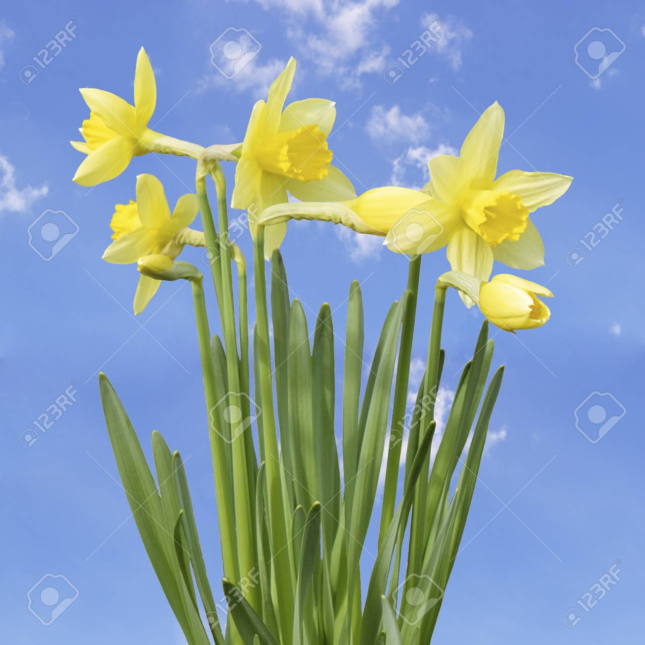 黄色い水仙の花 の写真素材 画像素材 Image