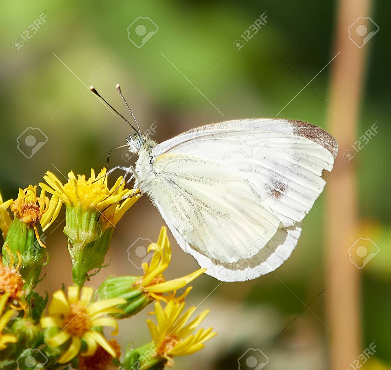 white butterfly, with brown spots on the wings, perched on yellow flowers, with a green blur background - 153389426 white butterfly, with brown spots on the wings, perched on yellow flowers, with a green blur background - 153389426