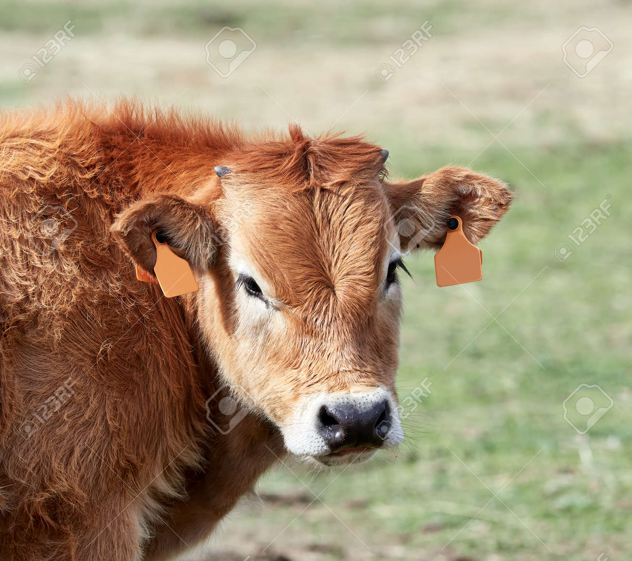 closeup of the head of a Spanish brown calf in the field in a meadow - 157292193 closeup of the head of a Spanish brown calf in the field in a meadow - 157292193
