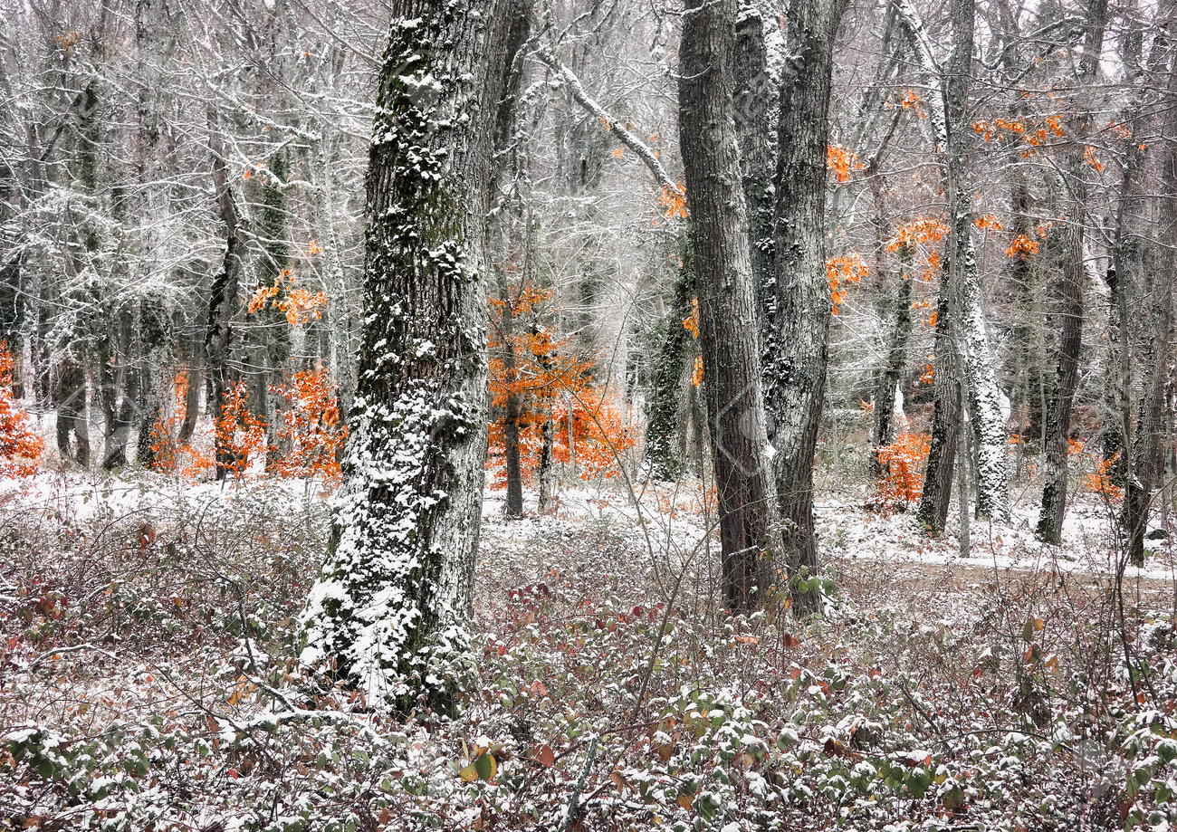 Beautiful winter sunset in the snowy forests of Granja de San Ildefonso in Segovia, Castilla Leon, Spain - 162506479 Beautiful winter sunset in the snowy forests of Granja de San Ildefonso in Segovia, Castilla Leon, Spain - 162506479