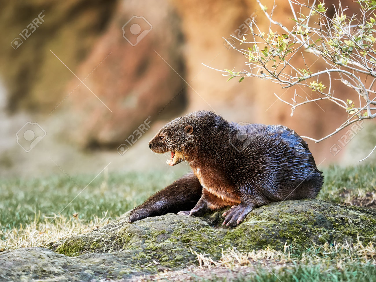 spotted necked otter, typical African aquatic animal, surrounded by trees and grass - 162882550 spotted necked otter, typical African aquatic animal, surrounded by trees and grass - 162882550