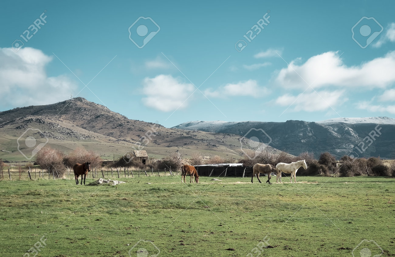 Brown and white Spanish horses grazing in the beautiful fields of the mountains of Segovia, Castilla y Leon Spain - 162838411 Brown and white Spanish horses grazing in the beautiful fields of the mountains of Segovia, Castilla y Leon Spain - 162838411