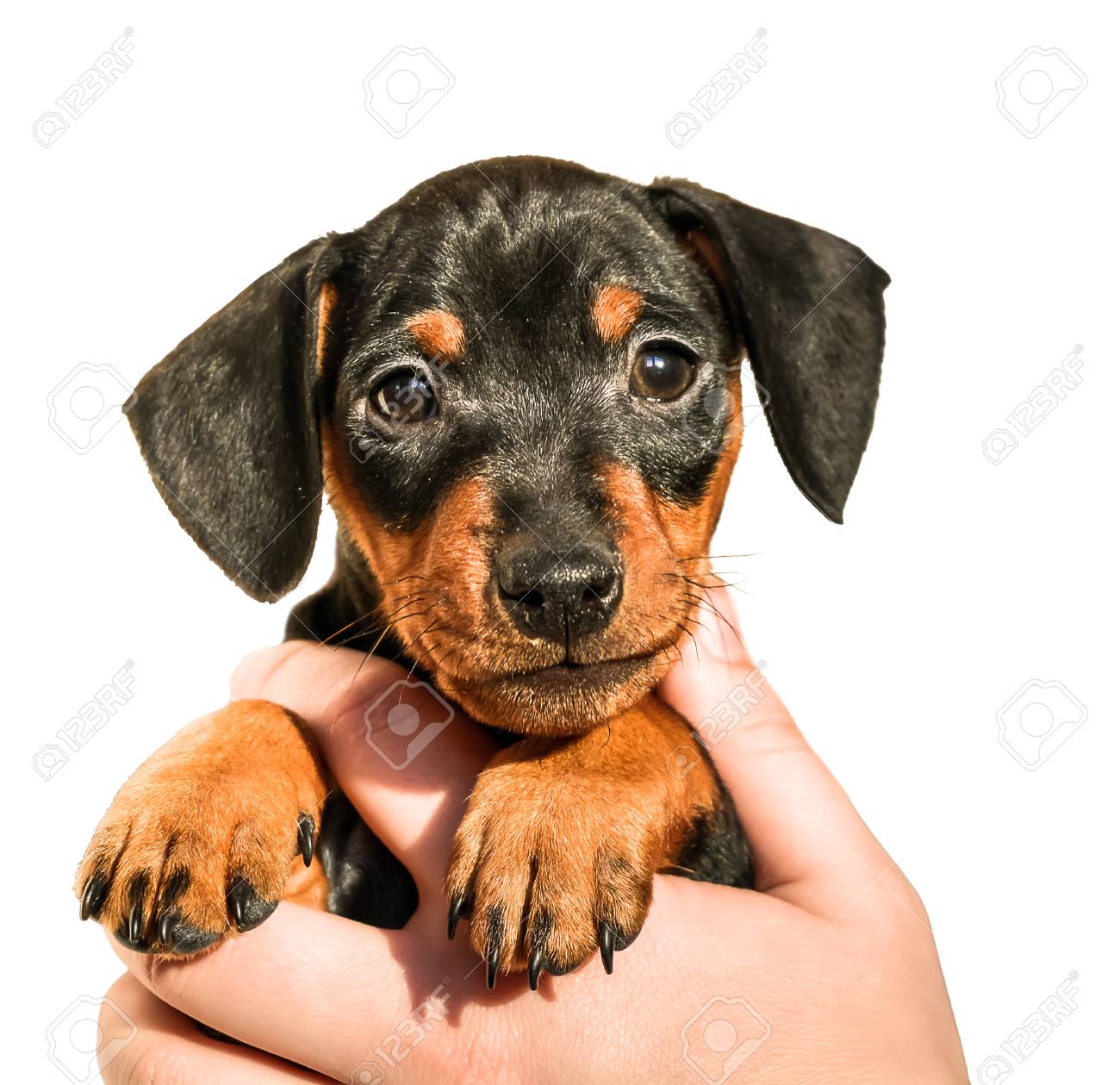 miniature pinscher and german shepherd mix