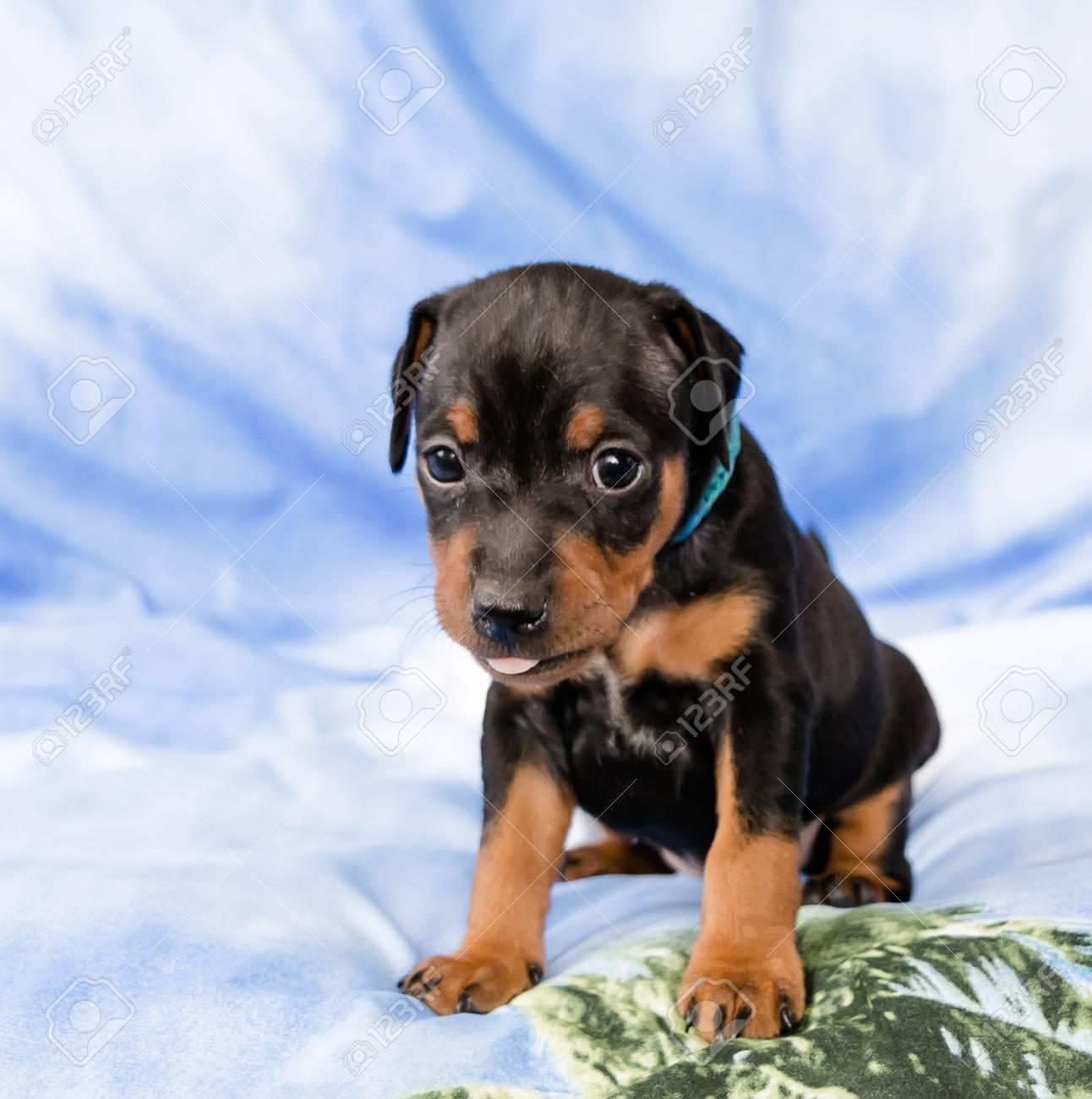 blue and tan miniature pinscher