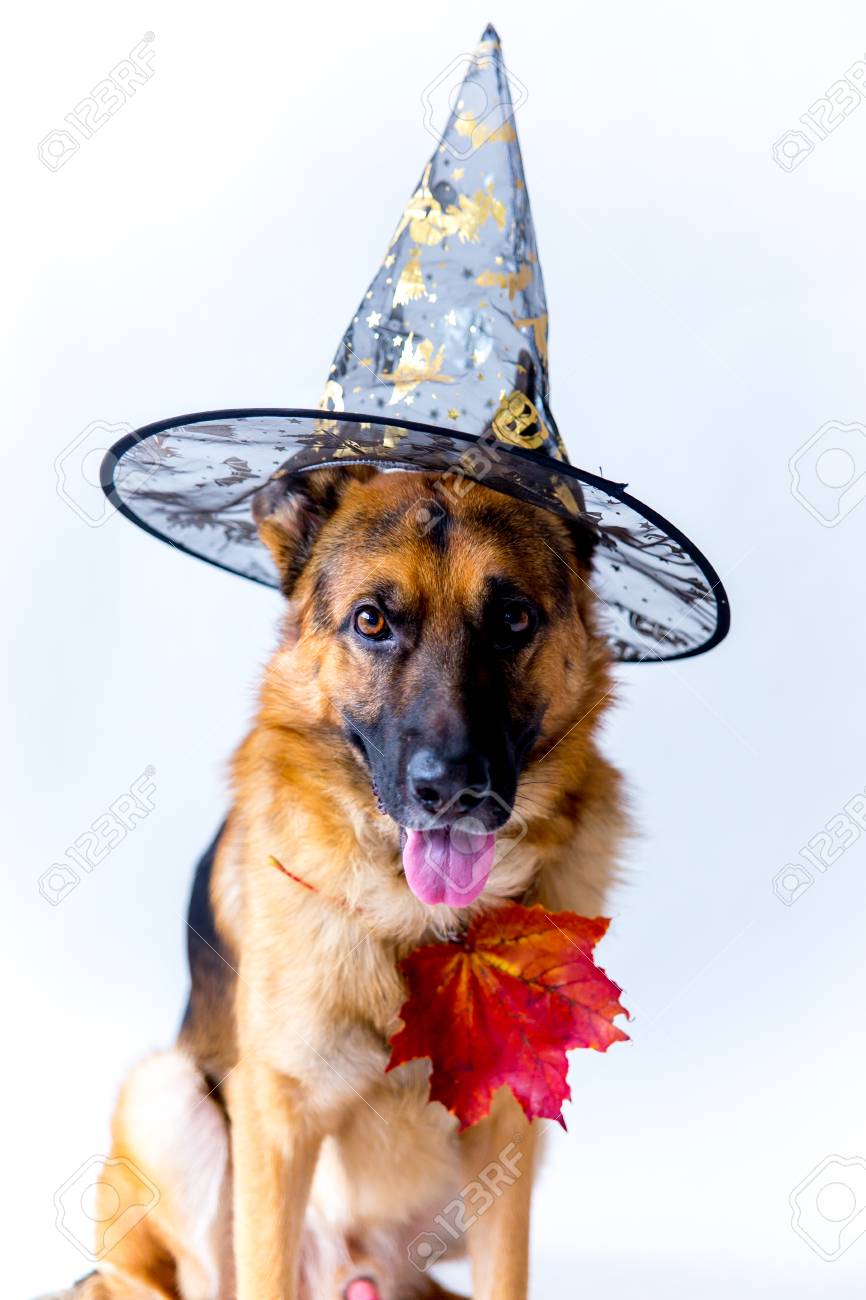 german shepard costumes
