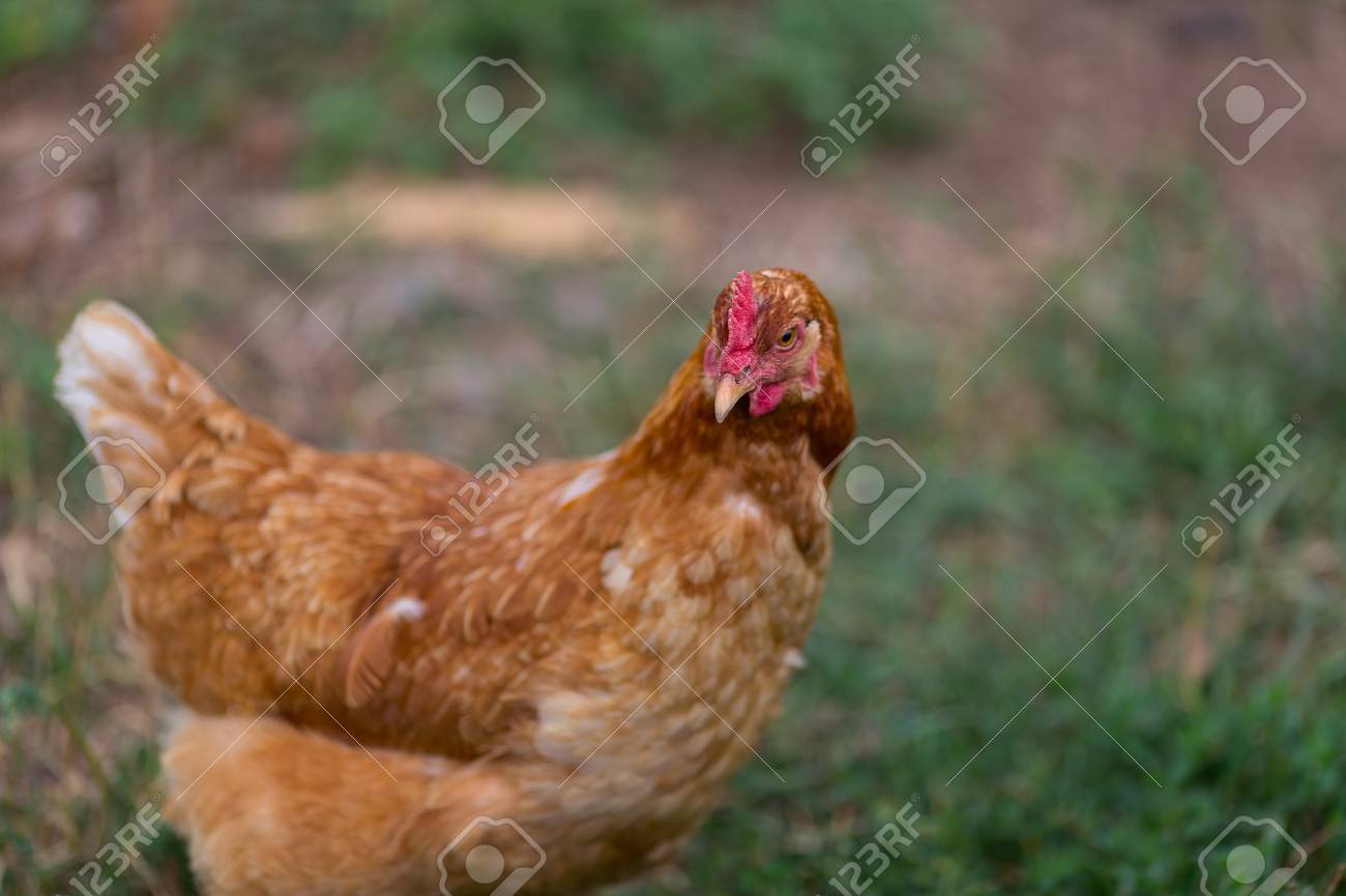 Lélevage Intensif Des Poulets De Chair Ciwf France