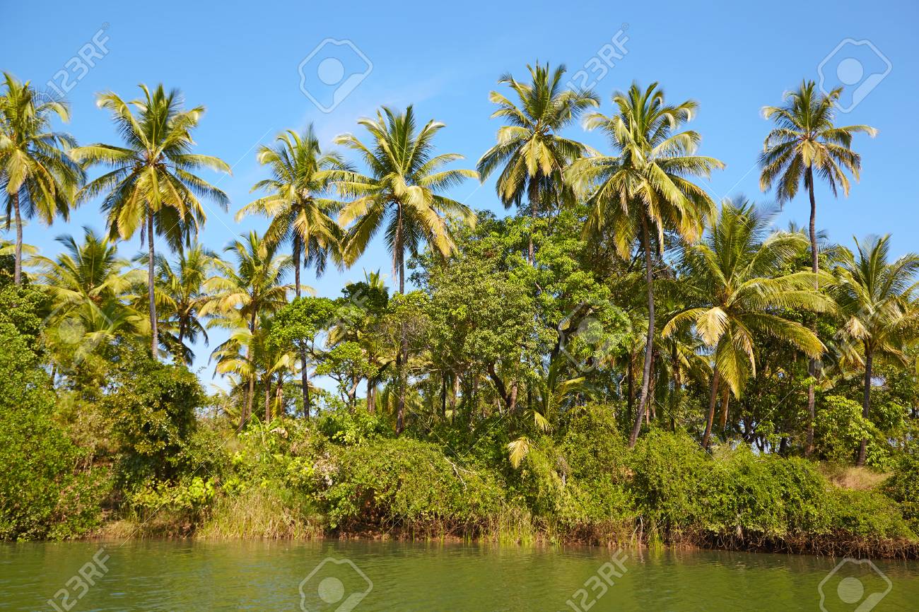 ココナッツ椰子の木と熱帯の風景 ゴア チャポラ川 の写真素材 画像素材 Image