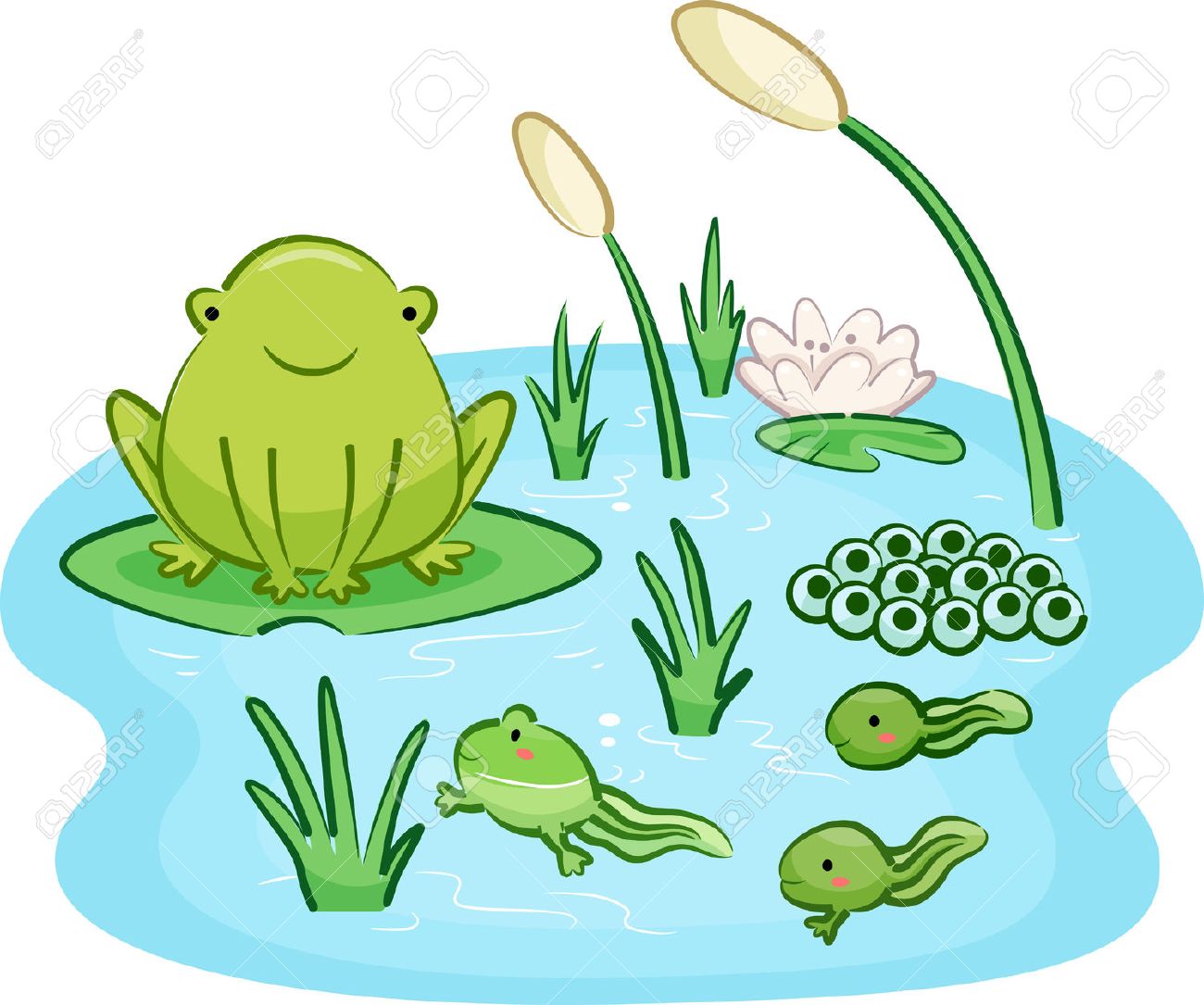 cute animal illustration featuring the life cycle of a frog from