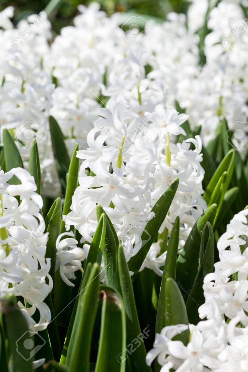 オランダのヒヤシンスの白でいっぱいフィールド の写真素材 画像素材 Image