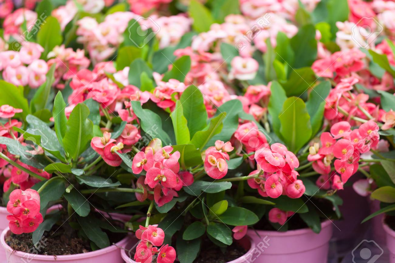 お花屋さんのショー ウィンドウに植木鉢の花ユーフォルビア の写真素材 画像素材 Image
