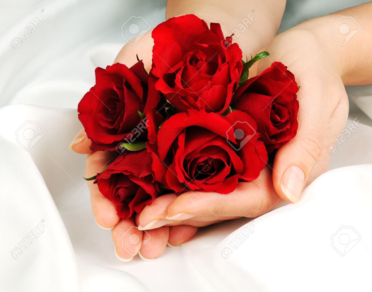 Red Roses Stock Photo Picture And Royalty Free Image Image 11474100