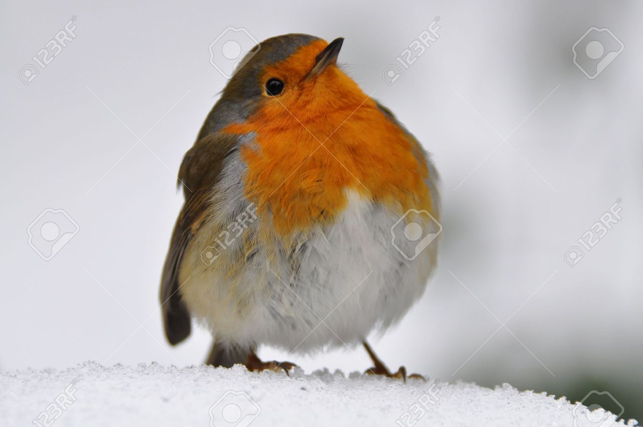red breast robins Nude resorts seattle