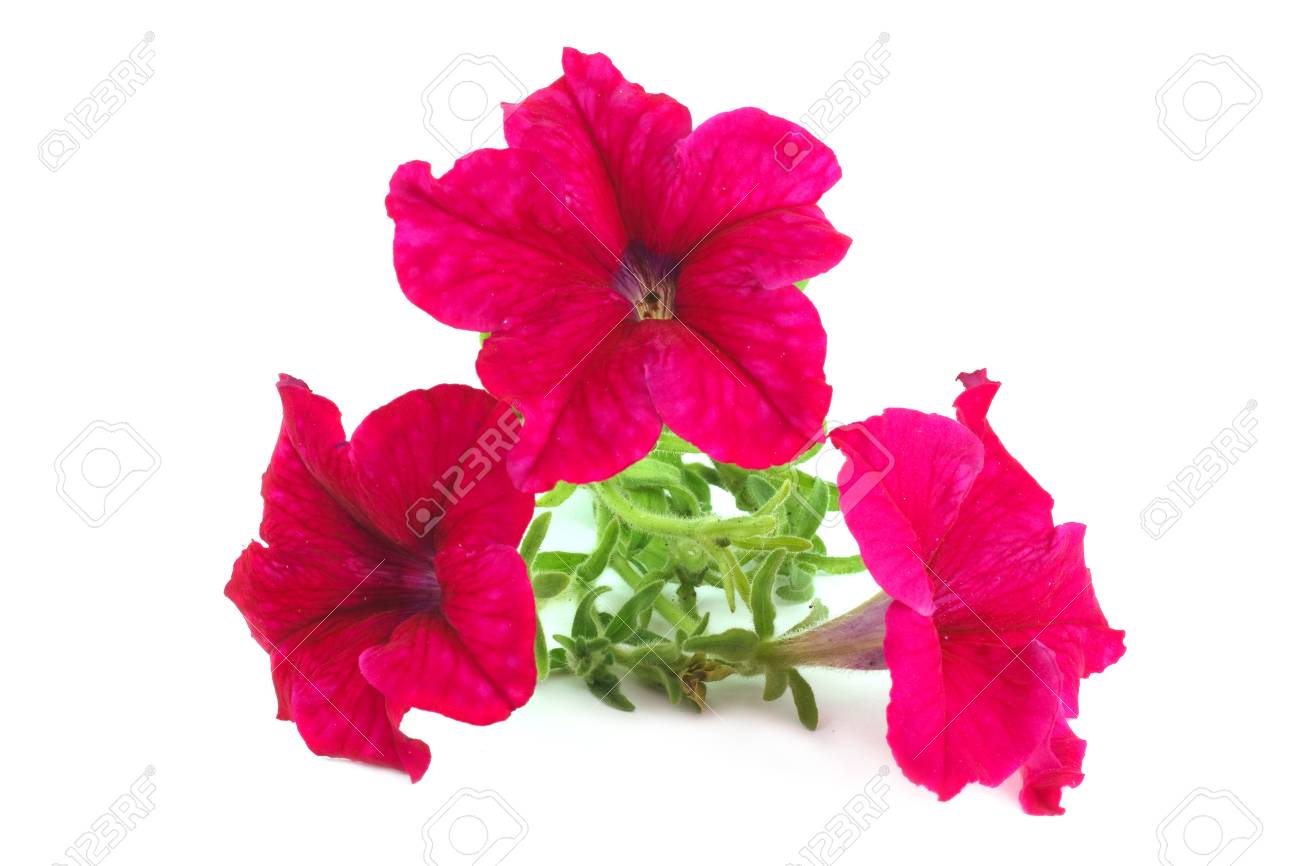 flowers burgundy petunias isolated on white background stock photo burgundy and white background