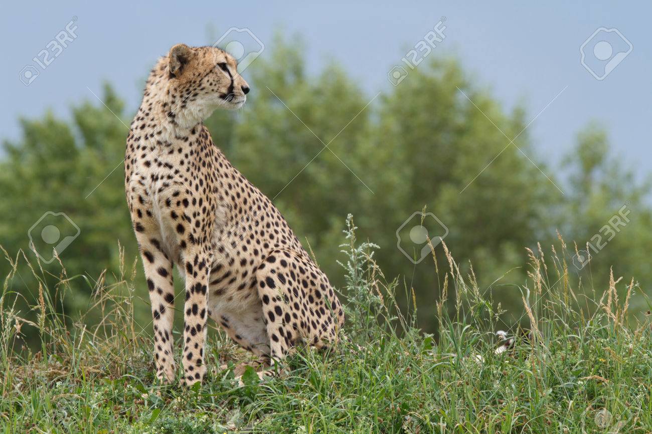 野生のアフリカのチーターの肖像画 美しい哺乳類動物 絶滅危惧種の肉食動物 の写真素材 画像素材 Image 野生のアフリカのチーターの肖像画 美しい哺乳類動物 絶滅危惧種の肉食動物 の写真素材 画像素材 Image