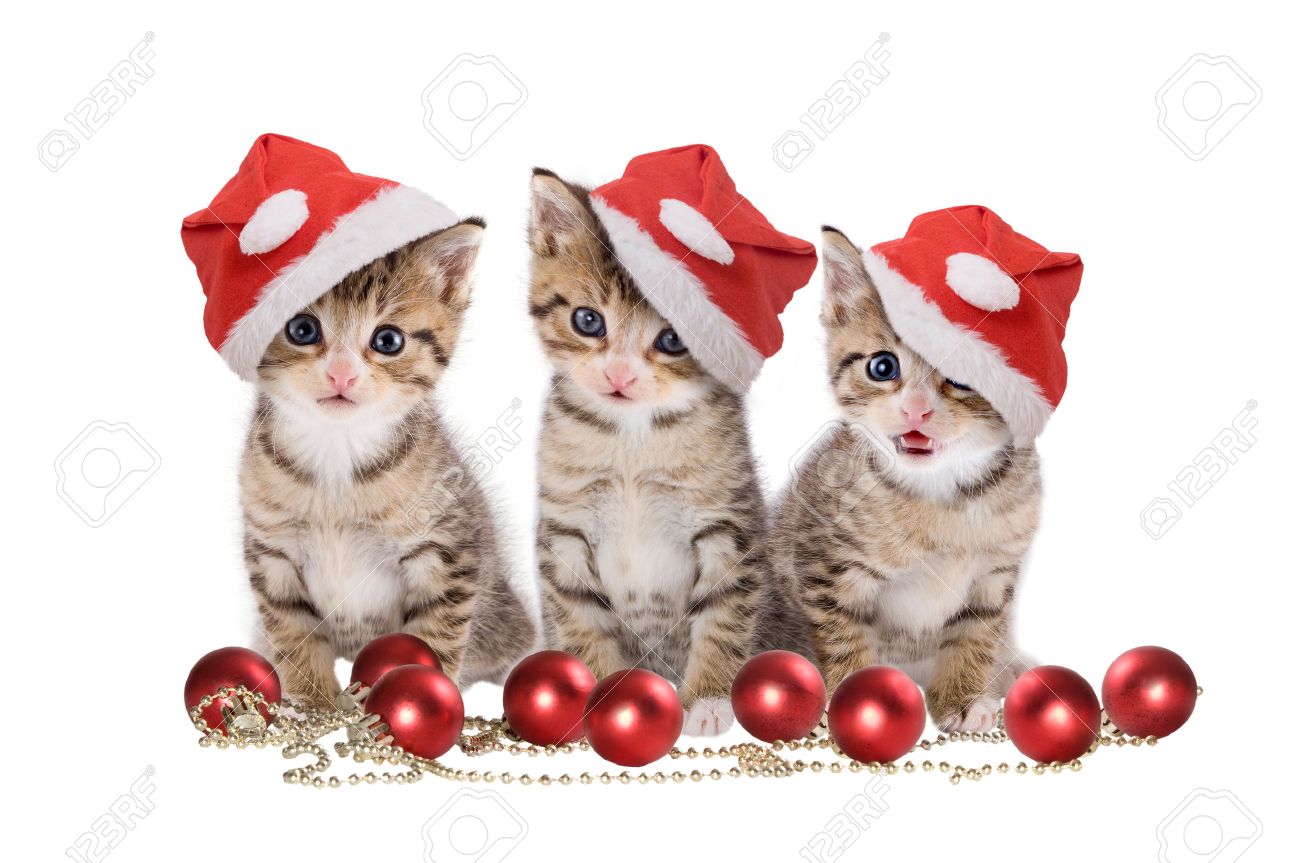 Christmas Three Kitten With Santa Cap On White Background Stock Photo Picture And Royalty Free Image Image