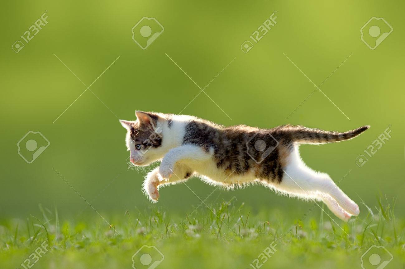 young cat jumps over