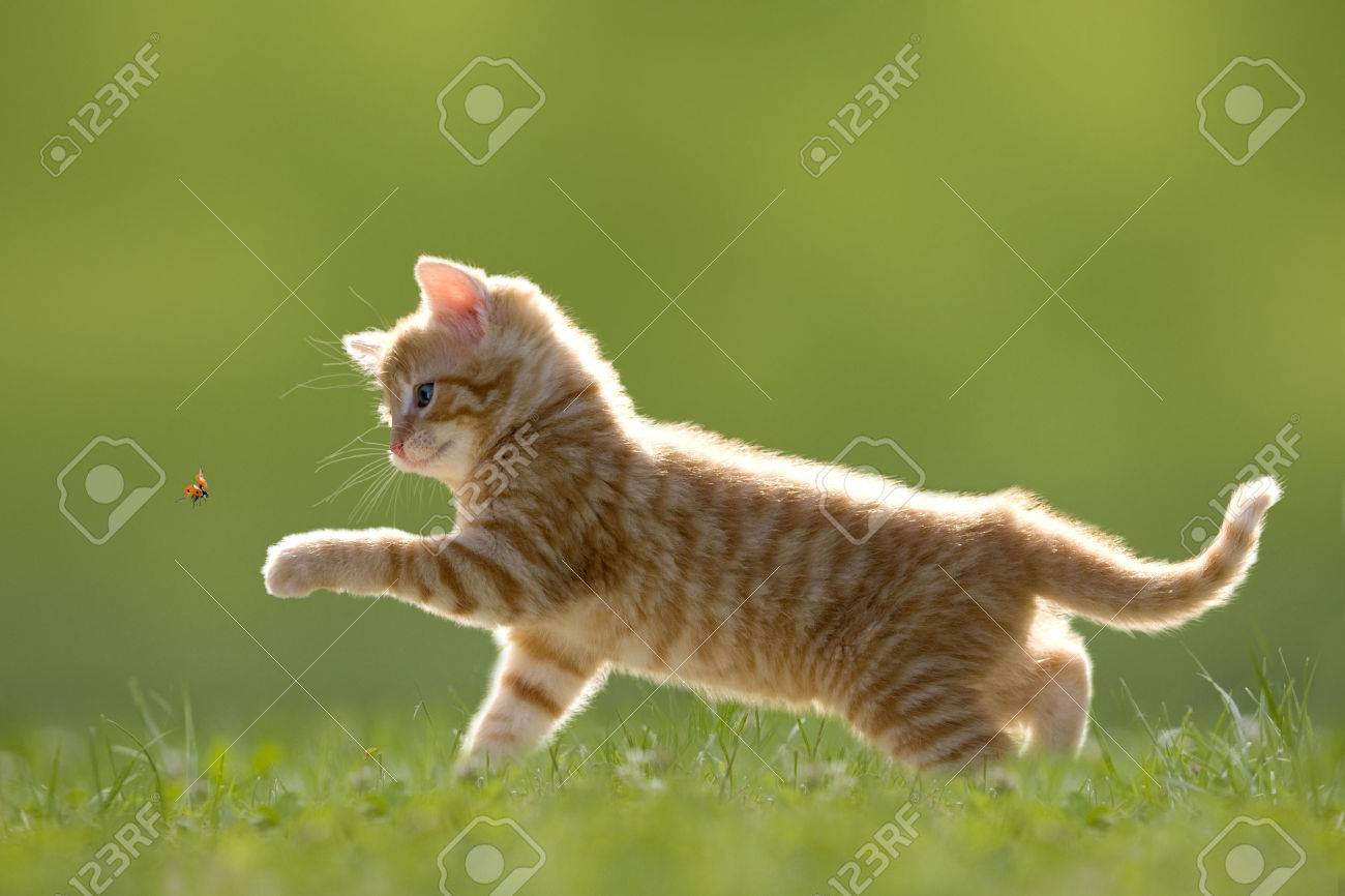 Young cat with ladybird ladybug on green meadow with back light - 29950484 Young cat with ladybird ladybug on green meadow with back light - 29950484