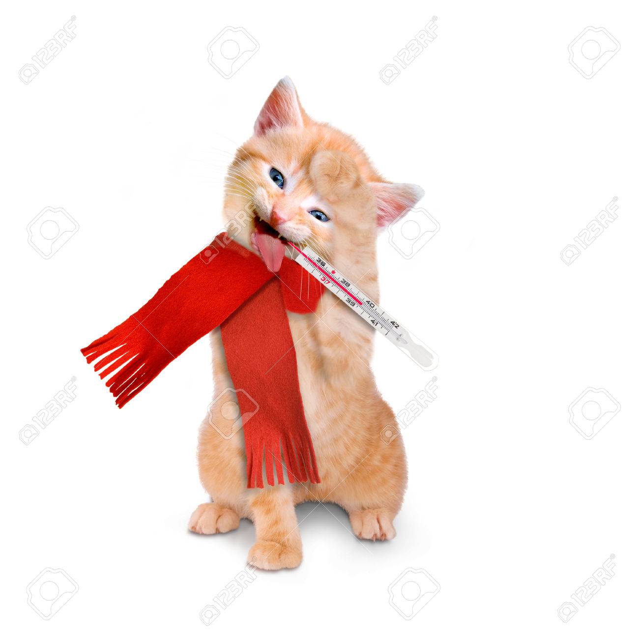 Chat Malade Avec Le Pack De Glace Et D Un Thermometre Isole Sur Fond Blanc Banque D Images Et Photos Libres De Droits Image