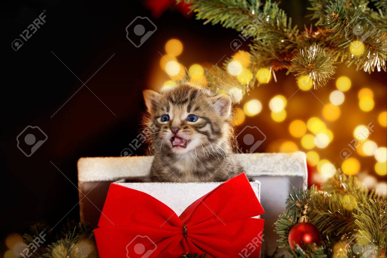 kitten christmas tree