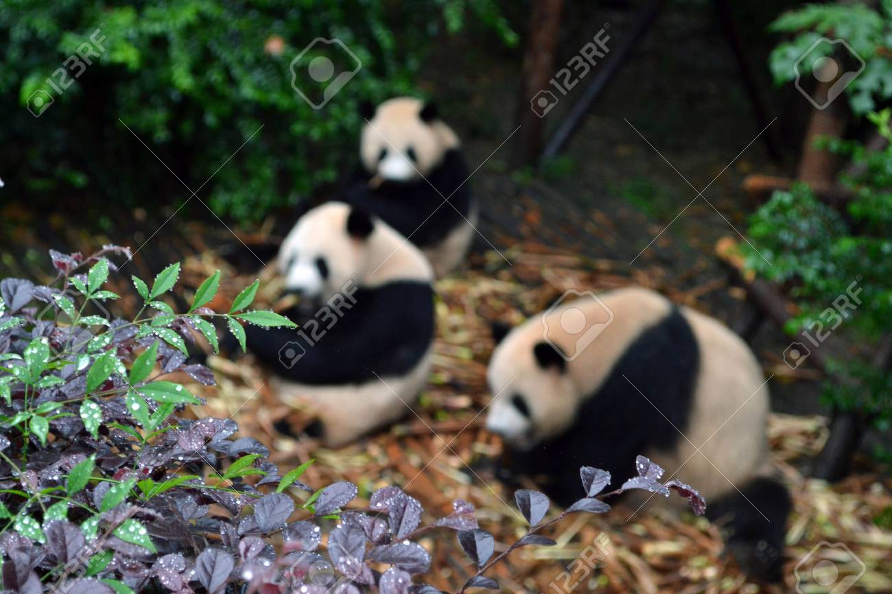 パンダのクマ 成都の四川省でも間違いなくアイコン 肉食動物として考慮される けれども ほとんど竹 そのダイエットの 99 以上 を食べる 写真は 17 年 9 月 成都で撮影されました の写真素材 画像素材 Image