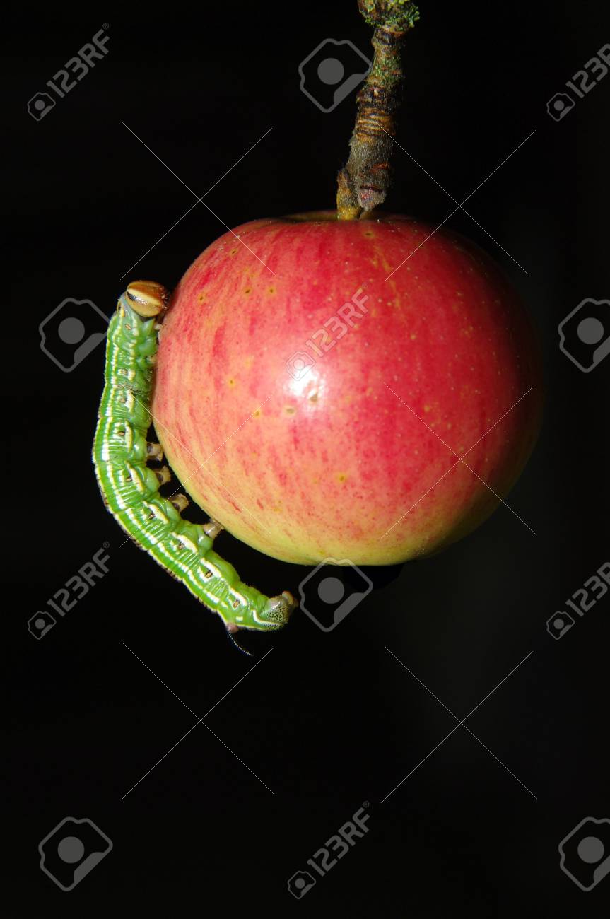 リンゴの虫。の写真素材・画像素材 Image 6155564